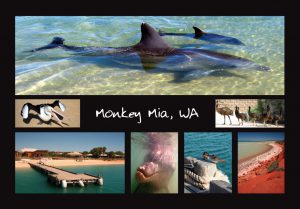 Sample Postcard for Monkey Mia WA